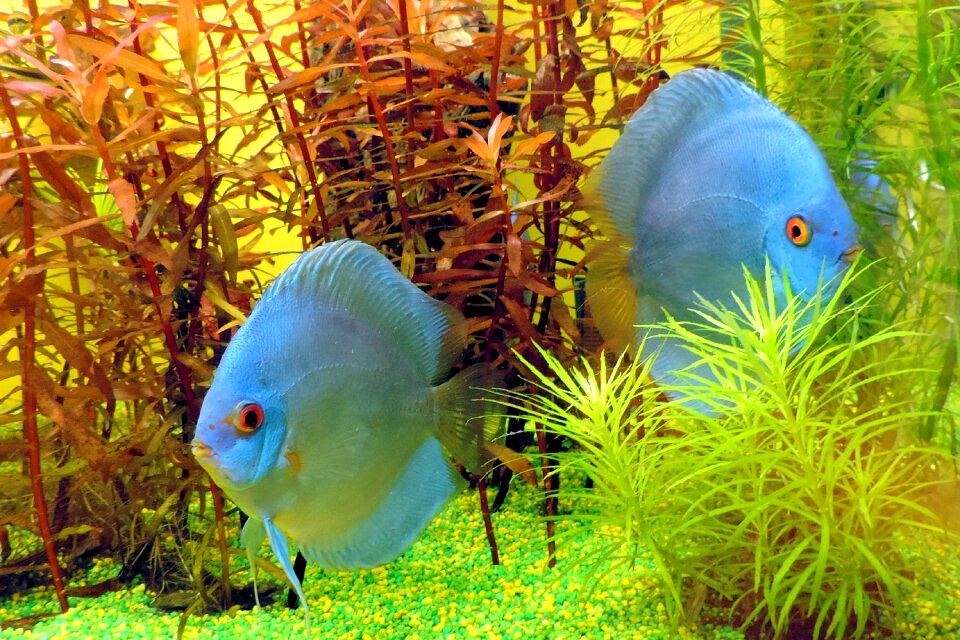 Aquarium underwater world toy photo