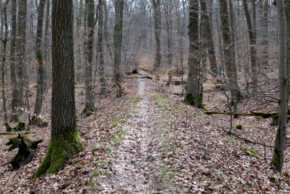 Limes trail Taunus Ober-Mörlen 2021-04-02 04