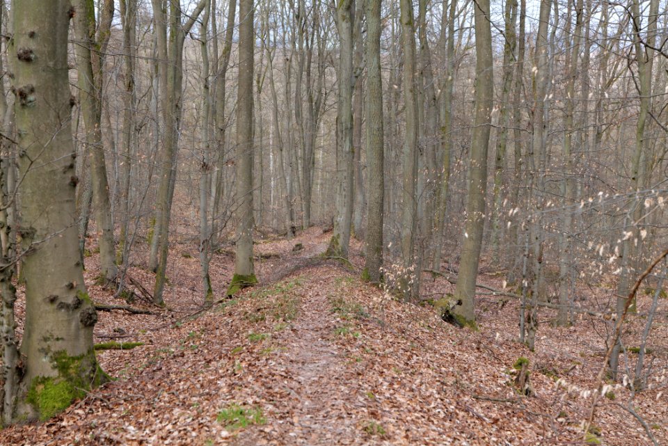 Limes trail Taunus Ober-Mörlen 2021-04-02 09