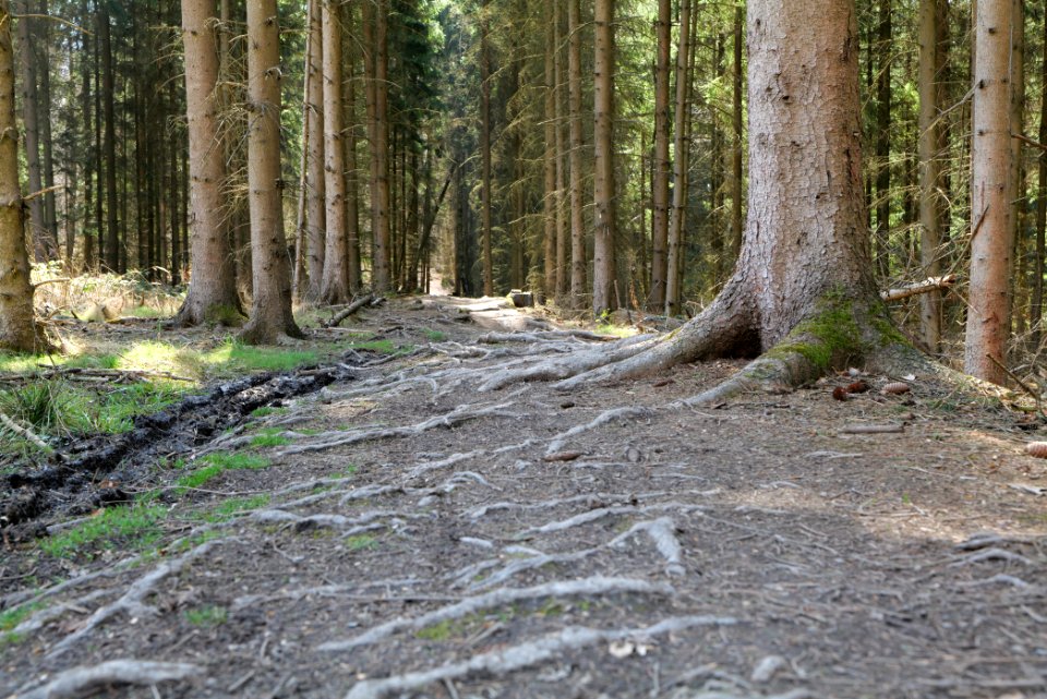 Limes trail Taunus Wehrheim 2021-04-02 10