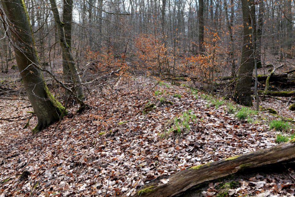 Limes trail Taunus Ober-Mörlen 2021-04-02 11