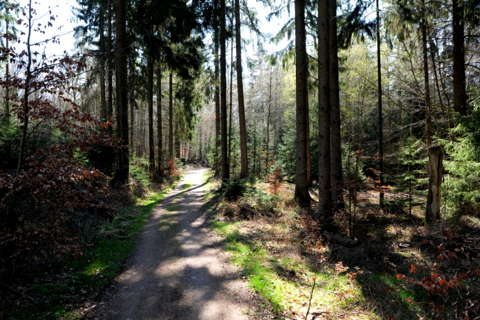 Limes trail Taunus Wehrheim 2021-04-02 14