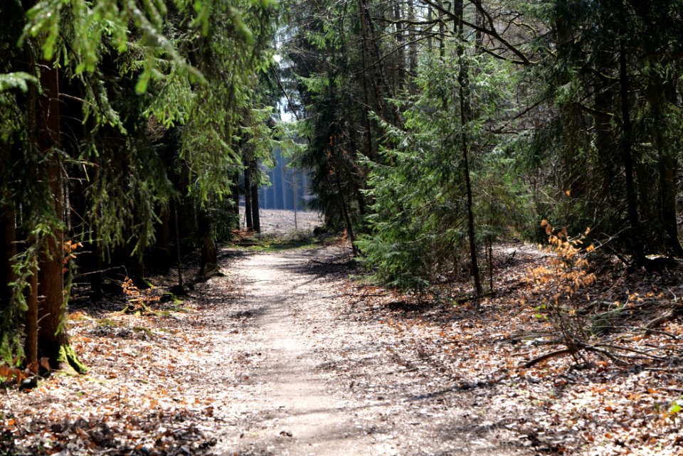 Limes trail Taunus Ockstadt 2021-04-02 04