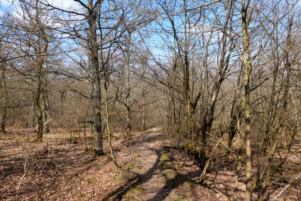 Limes trail Taunus Ober-Mörlen 2021-04-02 26