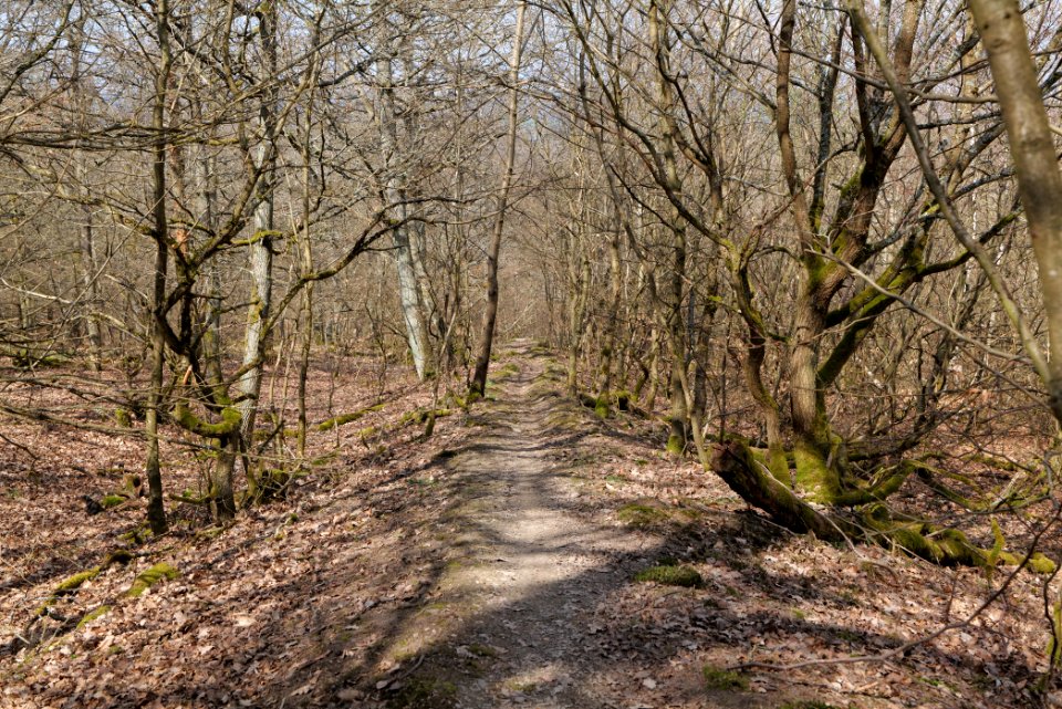 Limes trail Taunus Ober-Mörlen 2021-04-02 28