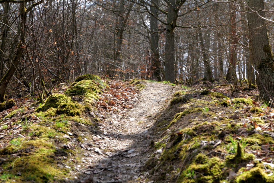 Limes trail Taunus Ober-Mörlen 2021-04-02 21
