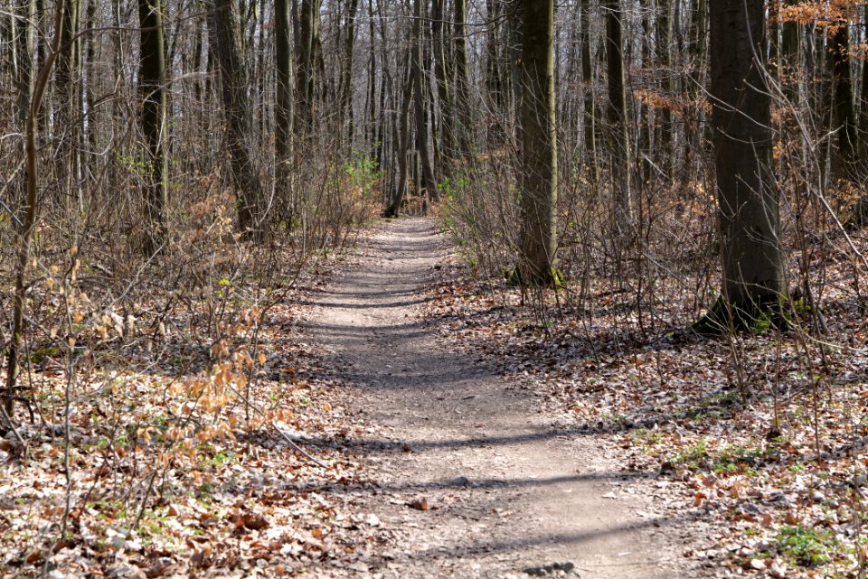 Limes trail Taunus Ober-Mörlen 2021-04-02 35