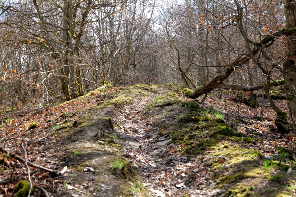 Limes trail Taunus Ober-Mörlen 2021-04-02 20