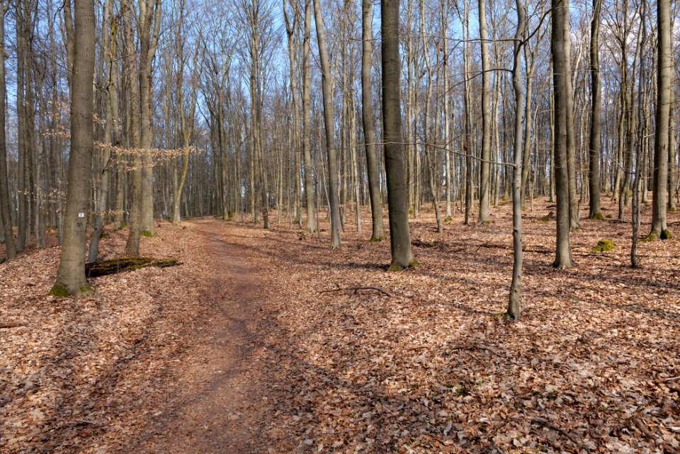 Limes trail Taunus Ober-Mörlen 2021-04-02 37