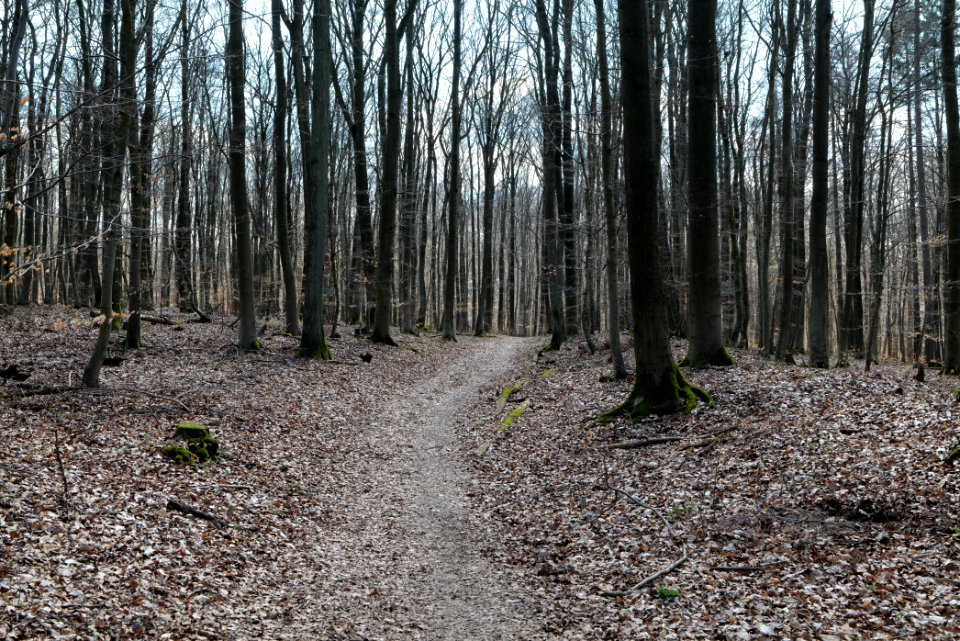 Limes trail Taunus Ober-Mörlen 2021-04-02 36