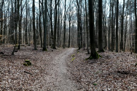 Limes trail Taunus Ober-Mörlen 2021-04-02 36
