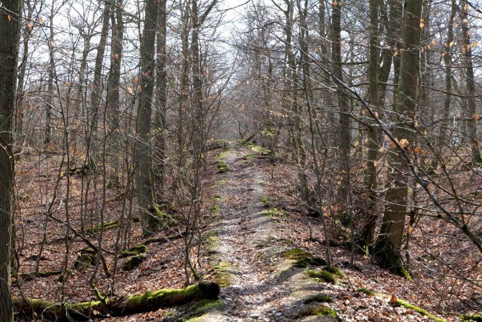 Limes trail Taunus Ober-Mörlen 2021-04-02 15