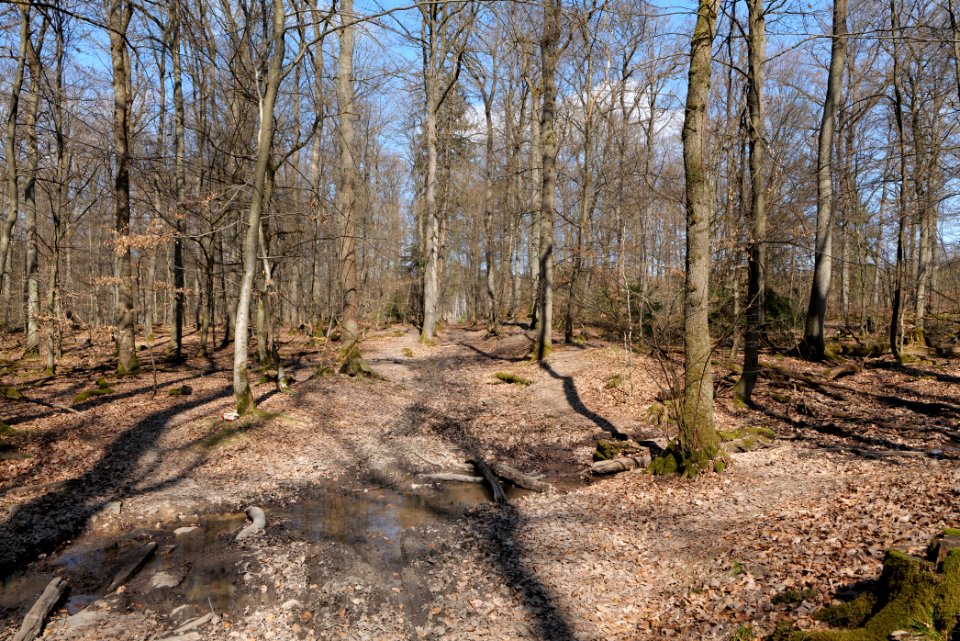 Limes trail Taunus Wehrheim 2021-04-02 02