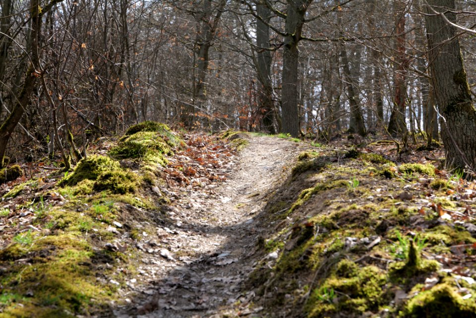 Limes trail Taunus Ober-Mörlen 2021-04-02 22