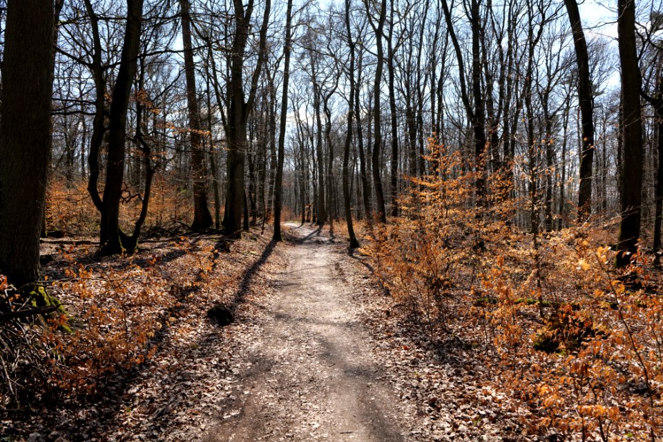 Limes trail Taunus Wehrheim 2021-04-02 17
