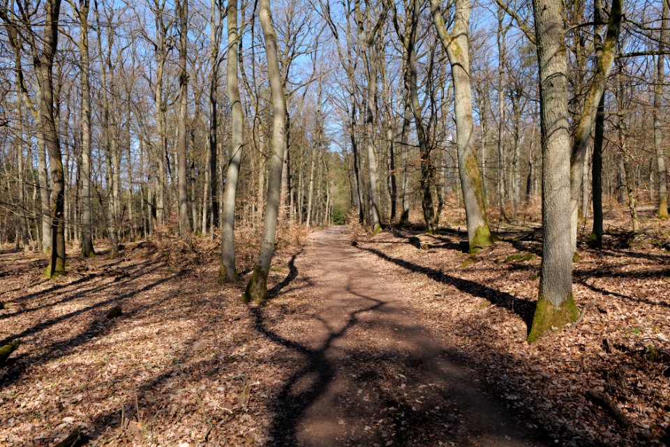 Limes trail Taunus Wehrheim 2021-04-02 18