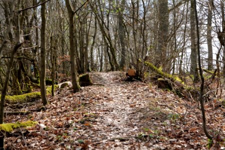 Limes trail Taunus Ober-Mörlen 2021-04-02 32