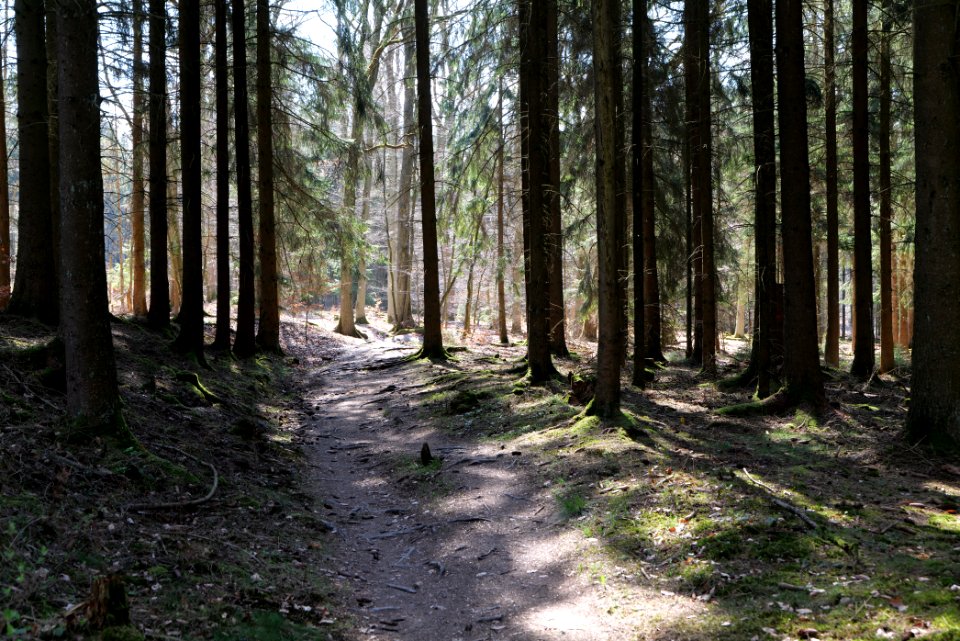 Limes trail Taunus Wehrheim 2021-04-02 08