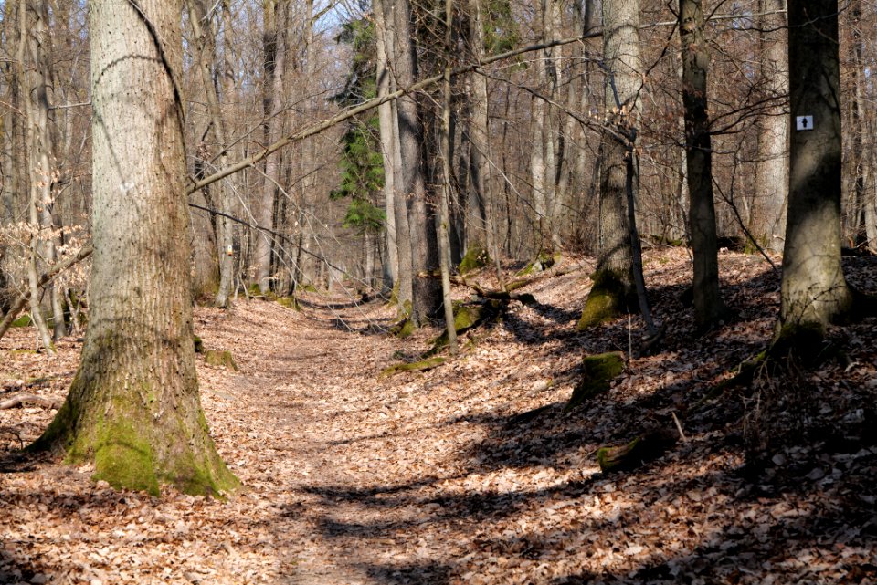 Limes trail Taunus Wehrheim 2021-04-02 06