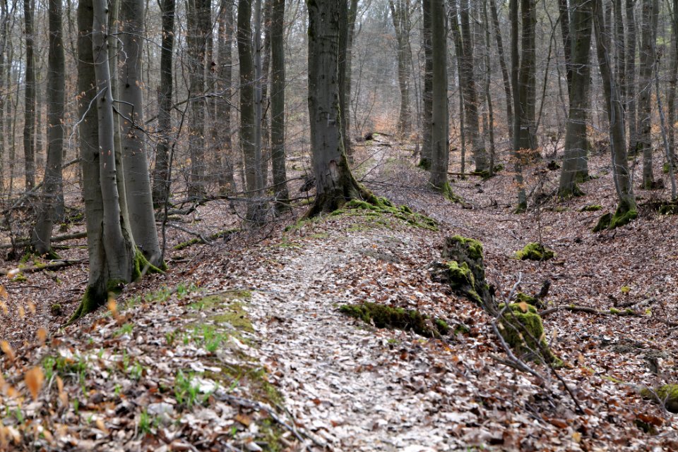 Limes trail Taunus Ober-Mörlen 2021-04-02 02