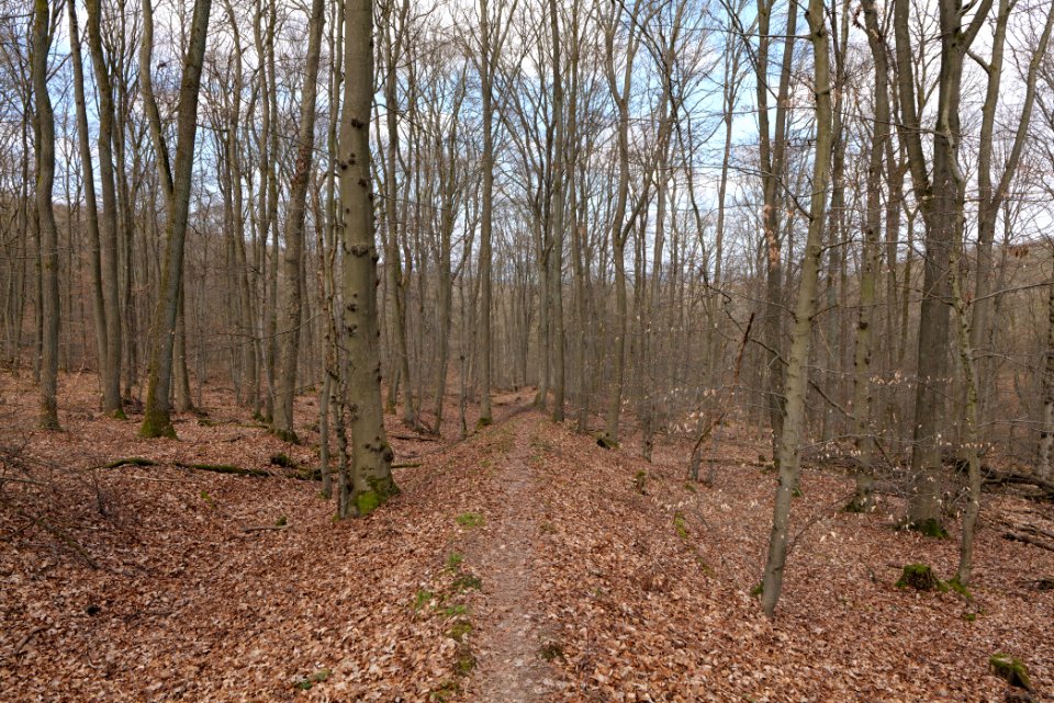 Limes trail Taunus Ober-Mörlen 2021-04-02 06
