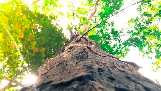 Growth light low angle shot