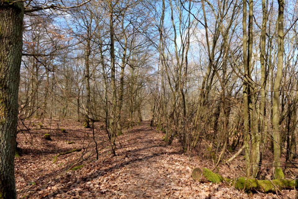Limes trail Taunus Ober-Mörlen 2021-04-02 30