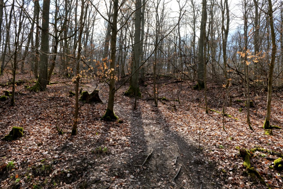Limes trail Taunus Ober-Mörlen 2021-04-02 12