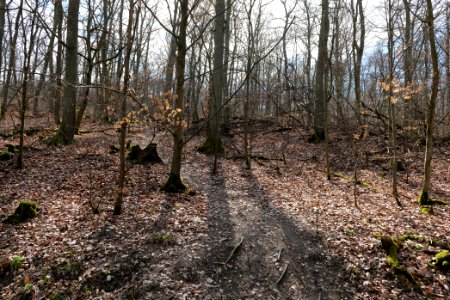 Limes trail Taunus Ober-Mörlen 2021-04-02 12