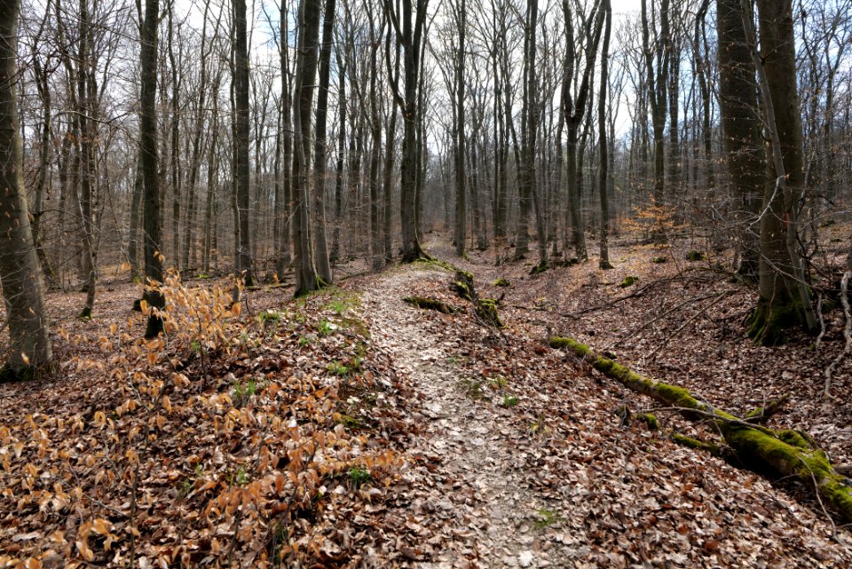 Limes trail Taunus Ober-Mörlen 2021-04-02 01
