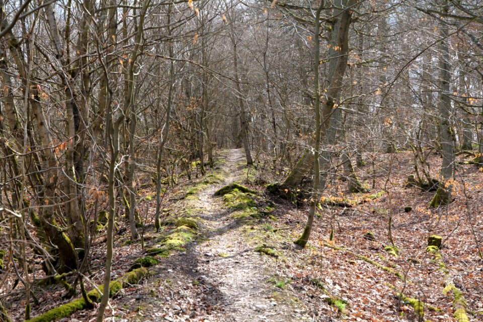 Limes trail Taunus Ober-Mörlen 2021-04-02 24