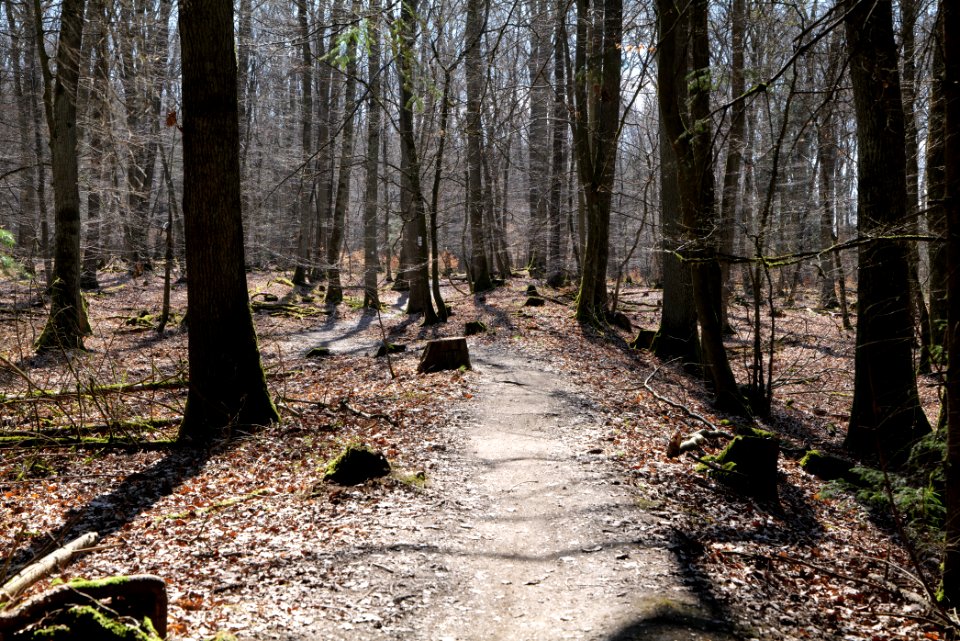 Limes trail Taunus Wehrheim 2021-04-02 11