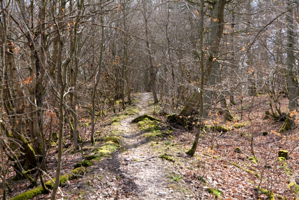 Limes trail Taunus Ober-Mörlen 2021-04-02 23