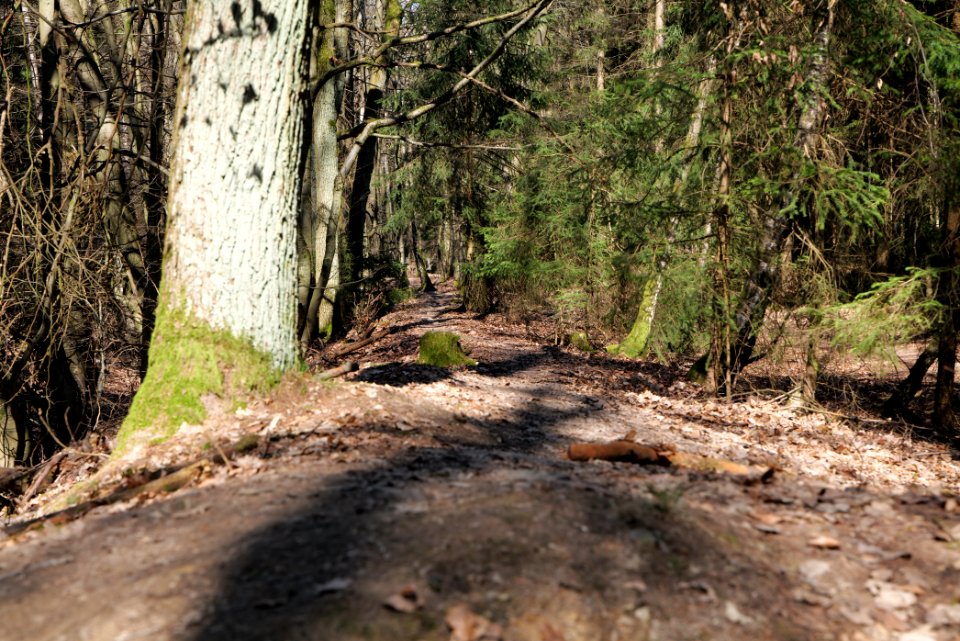 Limes trail Taunus Ockstadt 2021-04-02 05