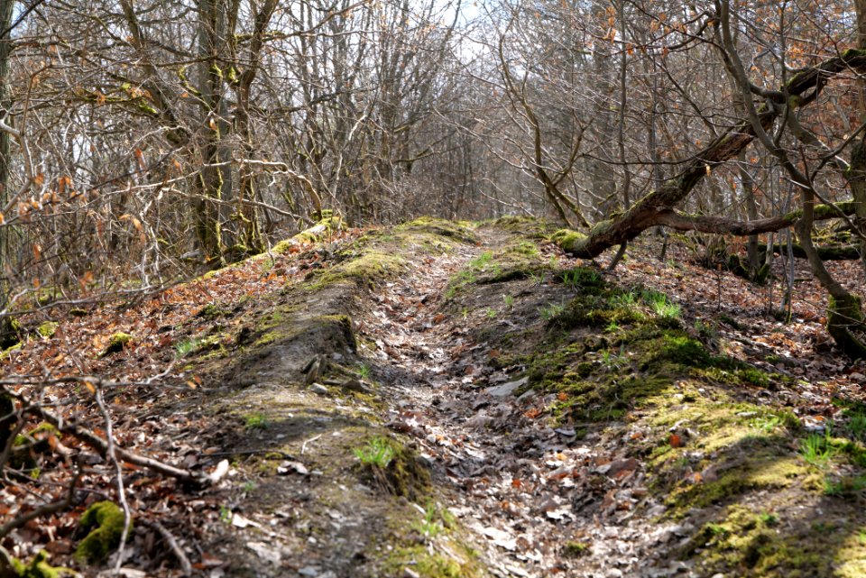 Limes trail Taunus Ober-Mörlen 2021-04-02 18