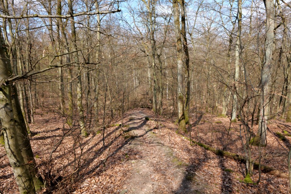 Limes trail Taunus Ober-Mörlen 2021-04-02 16
