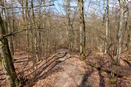 Limes trail Taunus Ober-Mörlen 2021-04-02 16