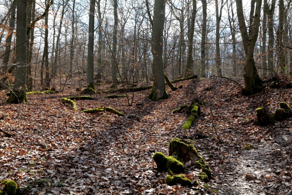Limes trail Taunus Ober-Mörlen 2021-04-02 13