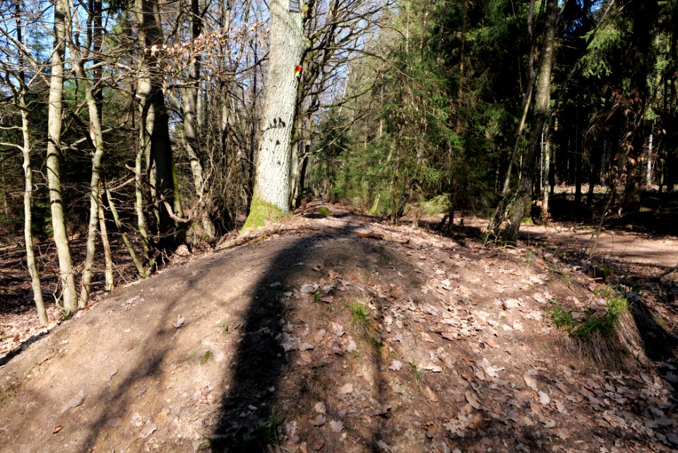 Limes trail Taunus Ockstadt 2021-04-02 06