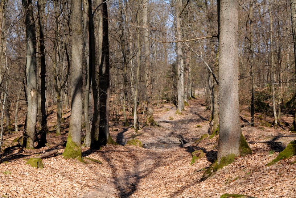 Limes trail Taunus Wehrheim 2021-04-02 04