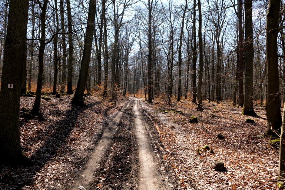 Limes trail Taunus Wehrheim 2021-04-02 15