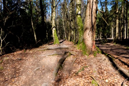 Limes trail Taunus Ockstadt 2021-04-02 03