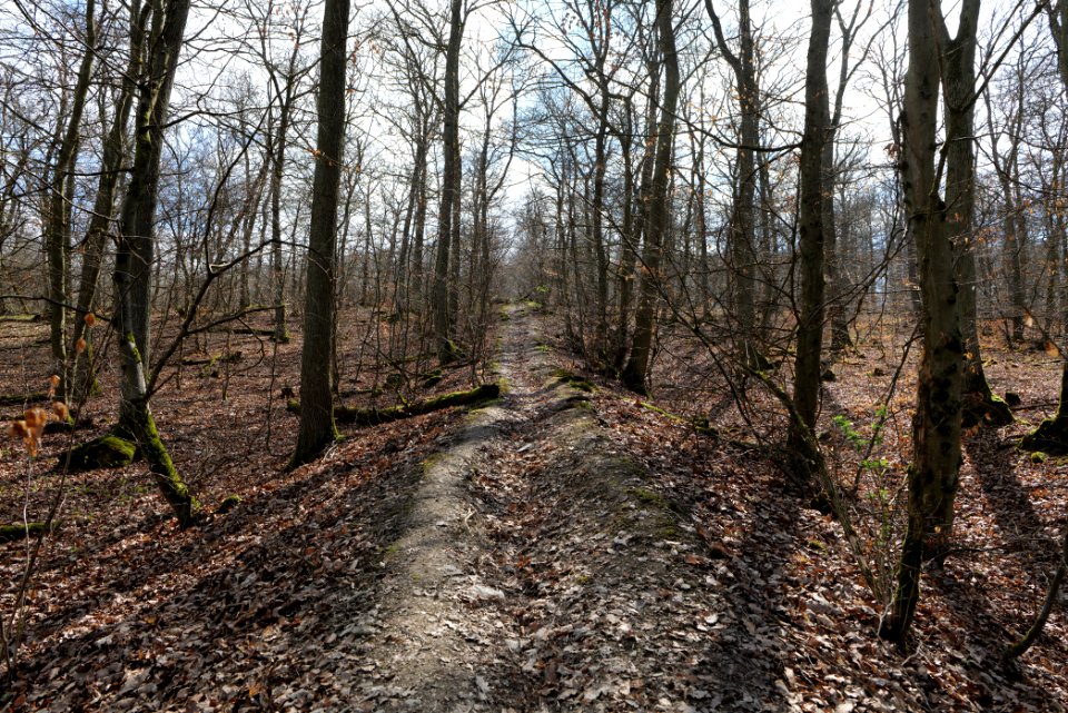 Limes trail Taunus Ober-Mörlen 2021-04-02 14