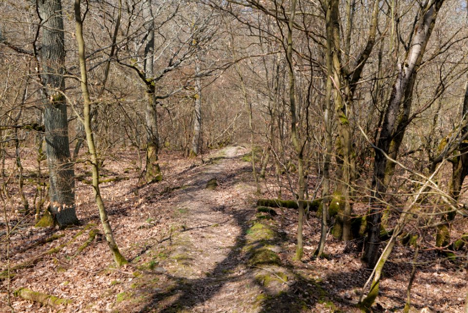 Limes trail Taunus Ober-Mörlen 2021-04-02 25