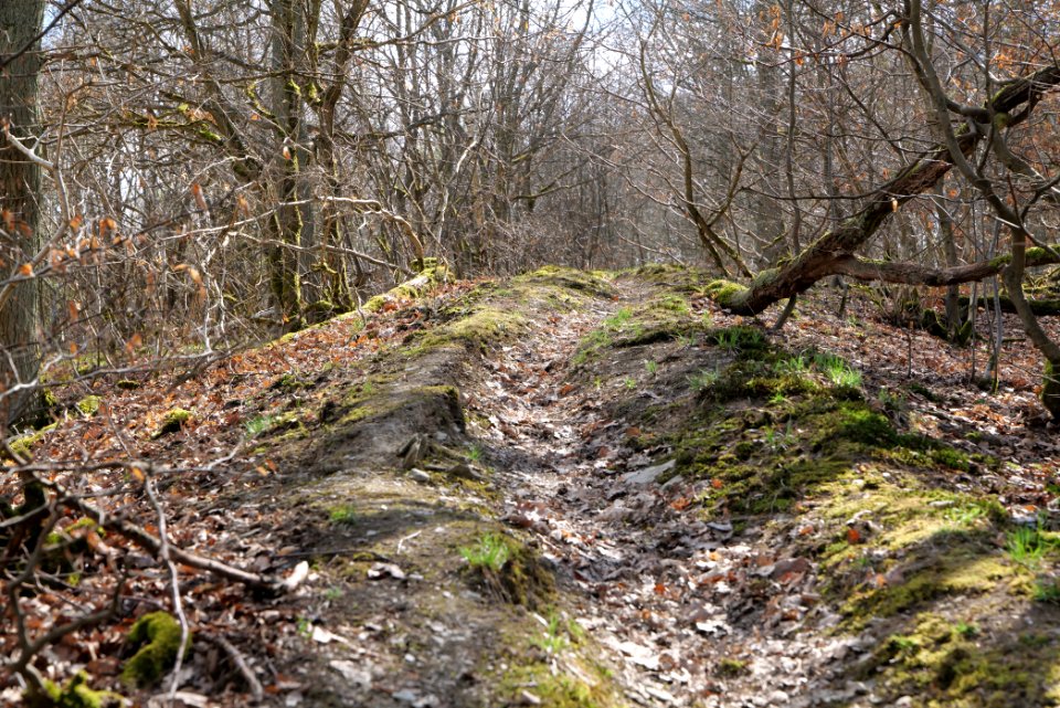 Limes trail Taunus Ober-Mörlen 2021-04-02 19