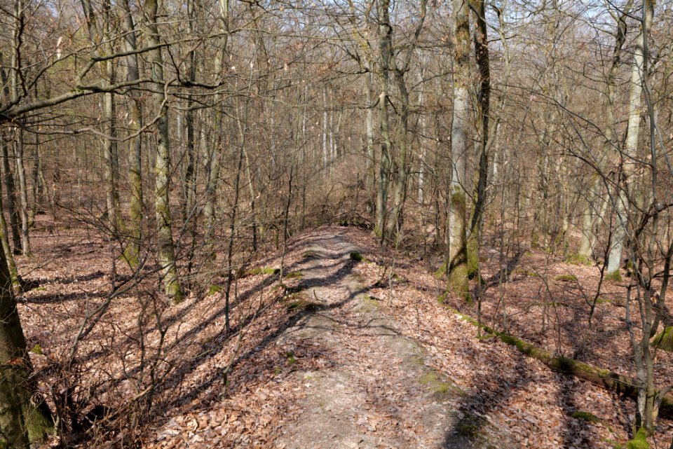 Limes trail Taunus Ober-Mörlen 2021-04-02 17