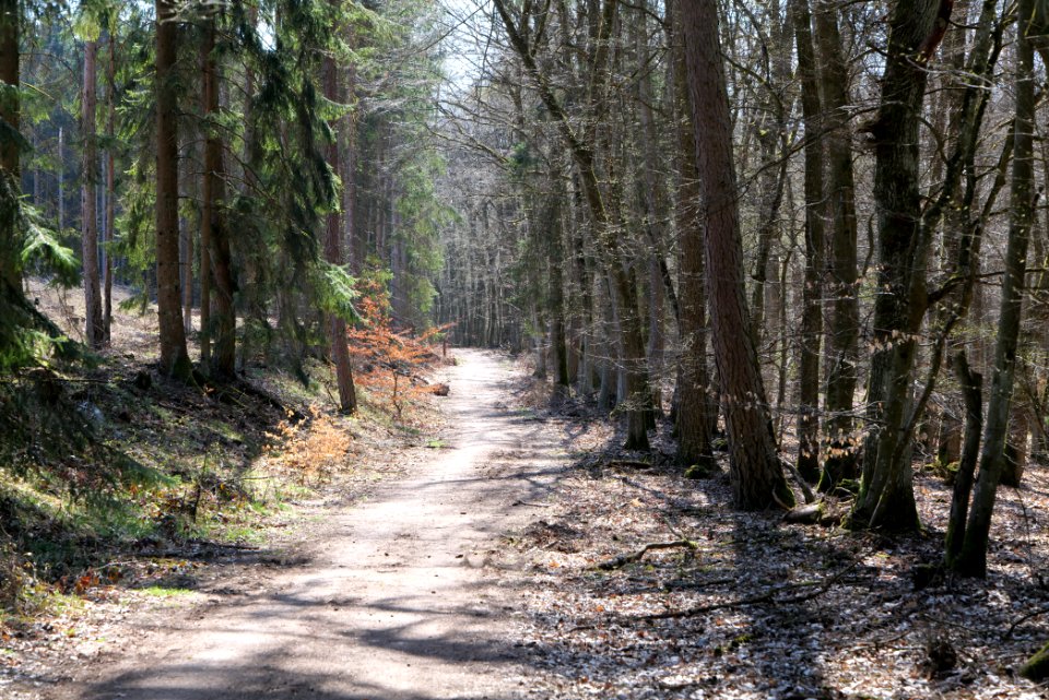 Limes trail Taunus Ockstadt 2021-04-02 07