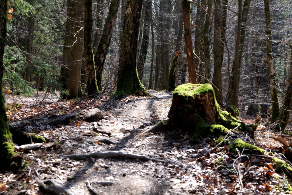 Limes trail Taunus Ockstadt 2021-04-02 01