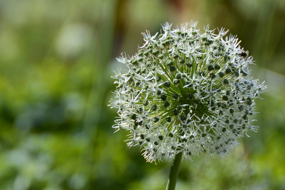 Bloom nature schnittblume