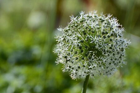 Bloom nature schnittblume photo